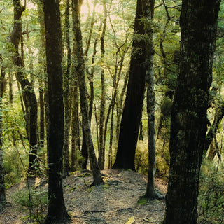Green Cedar