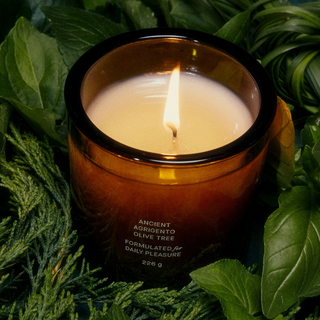 Ancient Agrigento Olive Tree Candle